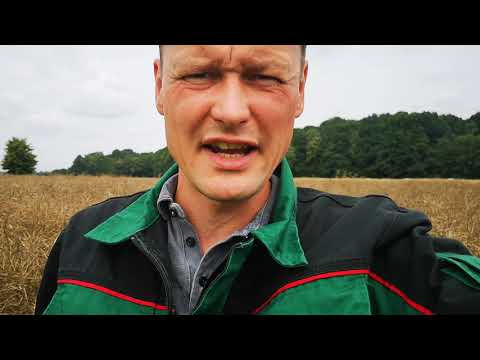 Sortenwahl im Winterraps. Mein Standpunkt zu Züchtern und Sorten.