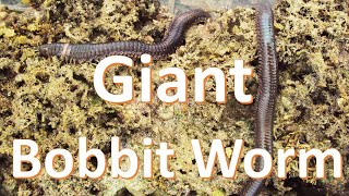 Largest Bobbit worm || Reef Survey || People at Work || How to catch bobbit worm