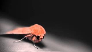 Illum Sphere - Chasing The Midnight Moth (Ikonika Remix)