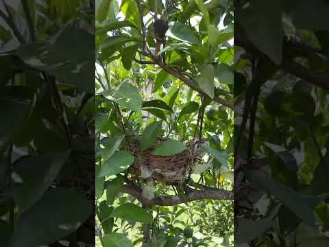 庭で役に立つ鳥は何ですか？ 9人の素敵な友達をあなたのところに迎え入れましょう！  庭園