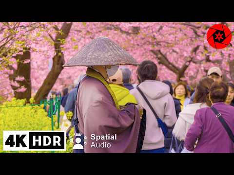 4K HDR - Japan Earliest Cherry Blossoms - 3 Hours