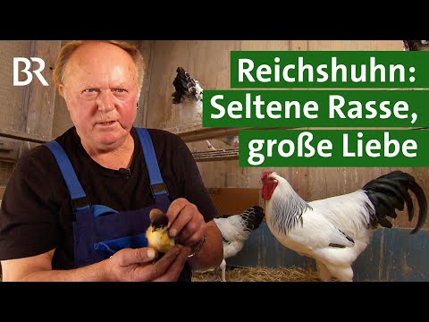 Kunstschmied züchtet seltene Hühnerrasse: Deutsche Reichshühner | Hühnerhaltung | Unser Land | BR