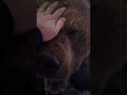 Freddy fazebear edit #edit #fazebear #freddy #freddyfazbear #0000