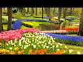 Keukenhof Gardens And Tulip Fields Tour From Amsterdam