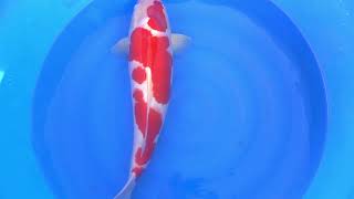 video van Meerstaps Kohaku 2111008