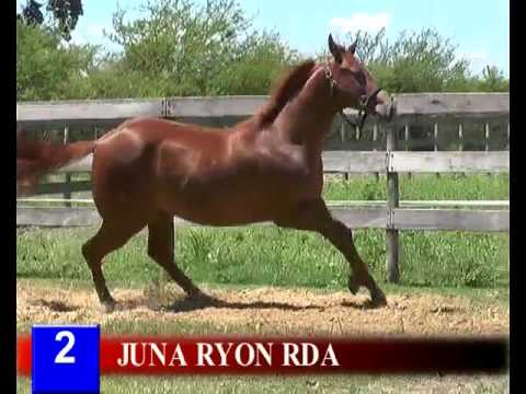 2016 - Lote 02 JUNA RYON RDA   Beduinos Ryon x A Baby Way Streak Of Cash
