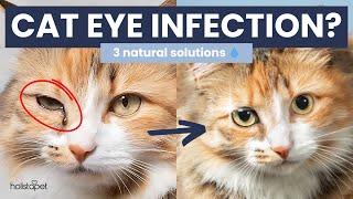Cat Eye Infection Home Remedies – What You Need to Know