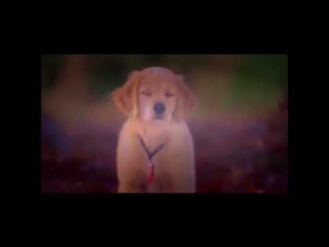 B-Dawg the Magnificent Part 13 - Meet Sawyer