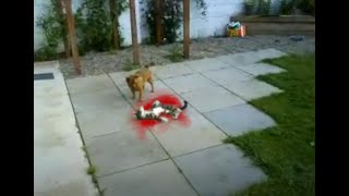 preview picture of video 'Killer Dog Savagely Attacks Helpless Cat, VERY GRAPHIC'