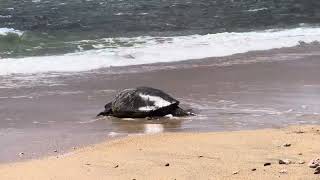 Bye, Big Turtle! (Kihei, HI)