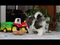 Shih Tzu dogs for sale: Liam - Video 1
