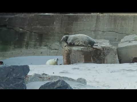 Heuler - Nachwuchs bei den Kegelrobben auf Helgoland