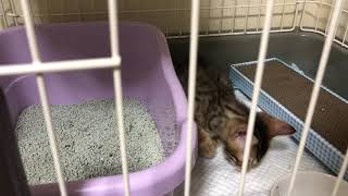 男の子のベンガル猫 ルイの初めましての一日