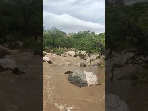 chuva em floresta Pernambuco deixa riacho botando água.