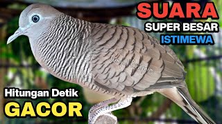 Download lagu Perkutut Lokal Gacor Suara Kung Besar Pancingan Burung Perkutut Agar Bunyi. mp3