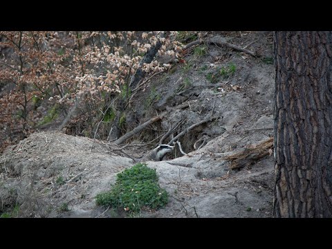 🔴 Borsuki na żywo 🌲🌳- Live stream z kwietnia 2020