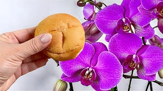 DIE BESTE ART, Orchideen zu düngen! 🌸  Verrücktes Wurzelwachstum und wilde Blüte!