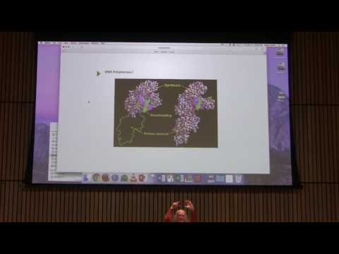 DNA Replication III - Kevin Ahern's BB 451 Lecture #43 2017