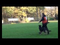 Ralph Sweebroek Professional Dog Trainer With His Dog Freddie Von Getevallei