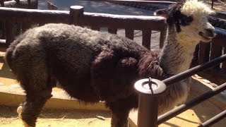 体の毛がハート型になってるかわいいアルパカさん Alpaca The alpaca of a heart pattern with bodily lovely hair
