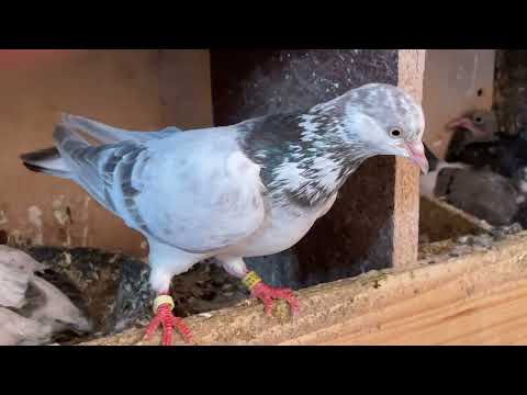 "Elegant and Strong: Tippler Pigeons"