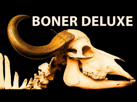 Boner Deluxe - a music video the title of which literally means big mistake