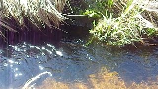Small Wild Sierra Trout Released & Swims Again