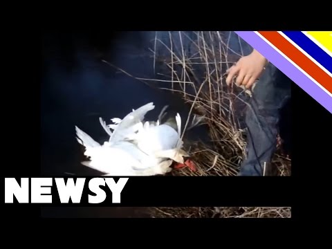 download lagu mp3 mp4 Swan Help, download lagu Swan Help gratis, unduh video klip Swan Help