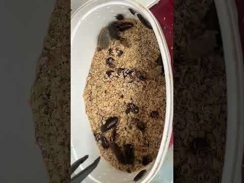 I BOUGHT COCKROACHES FROM AMAZON
