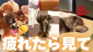 【疲れたら見てください】チワックスぷんたの日常