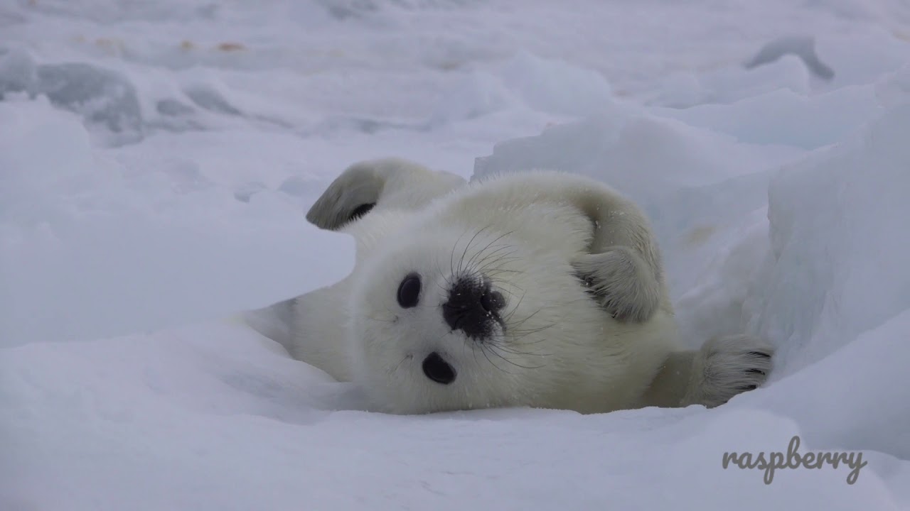 【動画】ジタバタするアザラシの赤ちゃんが可愛い【タテゴトアザラシ】のサムネイル画像