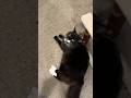 Cute Tuxedo Cat Needs Door Assistance