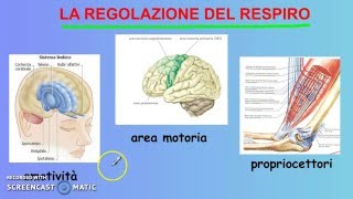 L'apparato respiratorio (seconda parte).