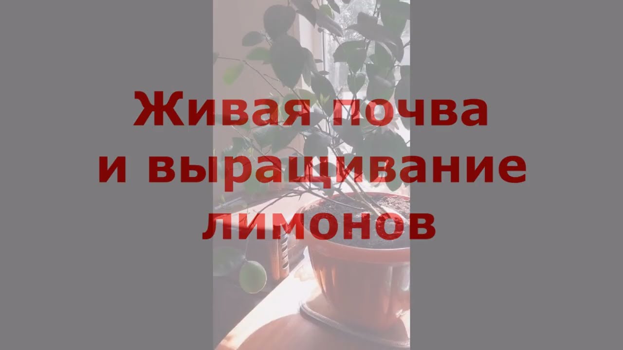 Живая Почва для комнатных растений Как вырастить лимоны