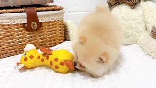 ポメラニアンの動画01