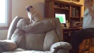 Pug Scared of FART!!!
