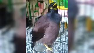 Download lagu MASTERAN TERBAIK SUARA BURUNG JALAK NIAS GACOR FULL TEMBAKAN DAN ISIAN mp3 Download lagu MASTERAN TERBAIK SUARA BURUNG JALAK NIAS GACOR FULL TEMBAKAN DAN ISIAN mp3