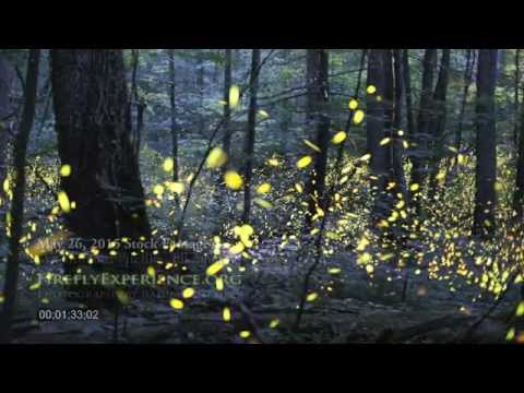 Tennessee Fireflies: Realtime Stock Footage