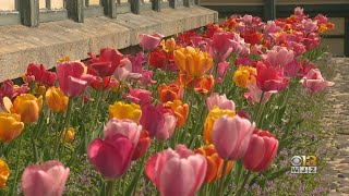 Allergies Across Maryland Peaking Due To Springtime Pollen