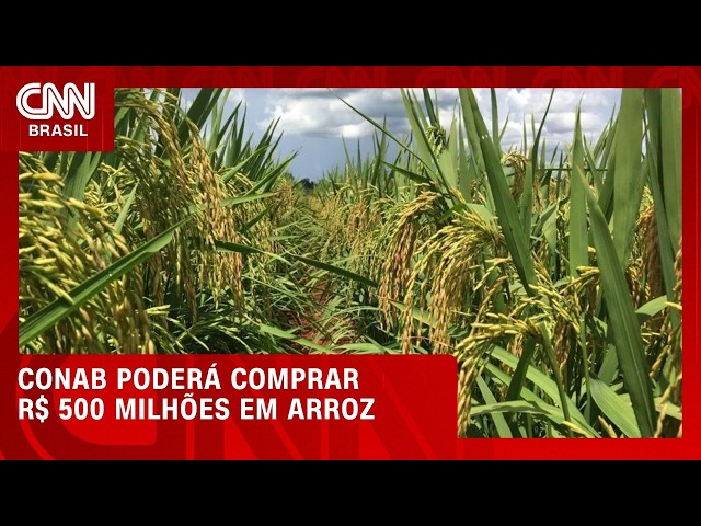 El Niño faz governo destinar até R$ 500 milhões para compra de arroz | CNN AGRO NEWS
