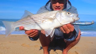 I Want to Catch Surfperch, But STRIPER are EVERYWHERE lol