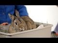 Can You Keep a Wild Rabbit as a Pet? | Pet ...
