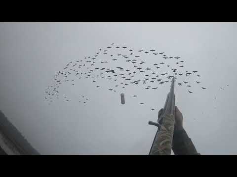 Нежданный налет гусей (осень 2019)/ An unexpected raid of geese (autumn 2019)