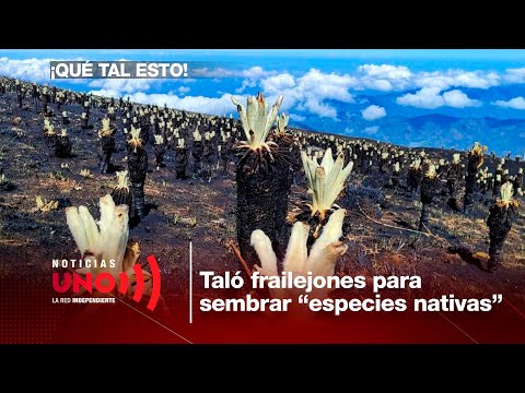 QTE: contratista taló más de cincuenta frailejones para sembrar “especies nativas” en Tenjo