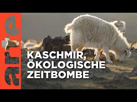Cashmere from Mongolia: The Dark Side of Our Clothing | With Open Data | ARTE