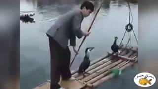 Ловля рыбы с помощью пеликанов