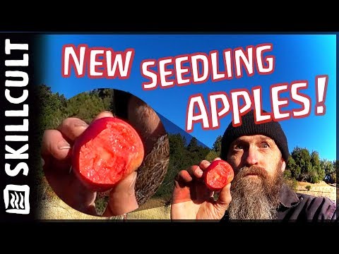 image-What variety of apple has red flesh?