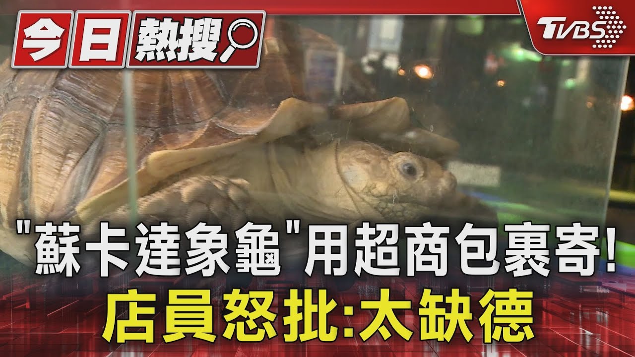 「蘇卡達象龜」　用超商包裹寄！店員怒批：太缺德