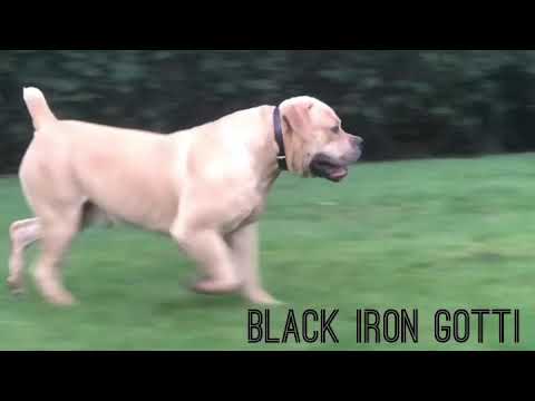 Barbarian Boerboels Black Iron Gotti