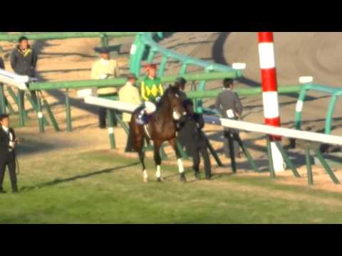 2013 12/15 第65回 朝日杯フューチュリティステークス(ＧＩ) 本馬場入場　現地映像　アジアエクスプレス